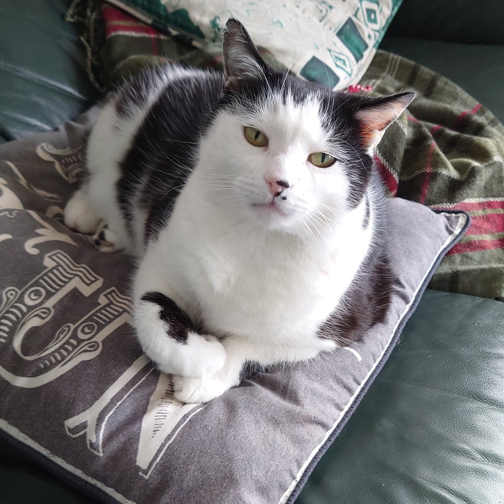 Madge’s cat at home